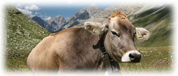 Example content image