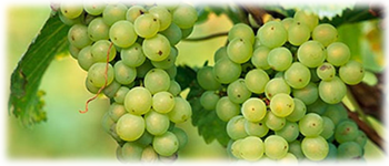 Example content image